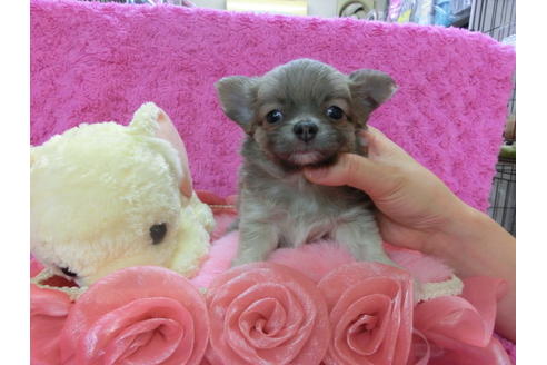 成約済の京都府のチワワ-34264の2枚目