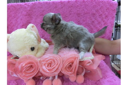 成約済の京都府のチワワ-34264の1枚目