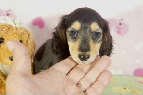 成約済の兵庫県のミニチュアダックスフンド-32731の3枚目