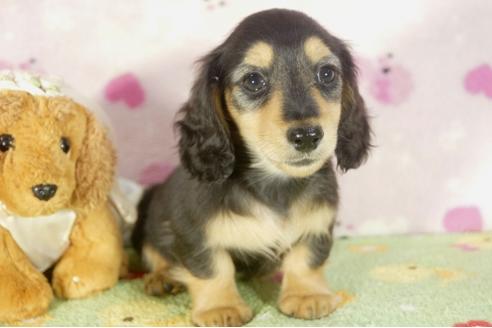 成約済の兵庫県のミニチュアダックスフンド-32731の4枚目