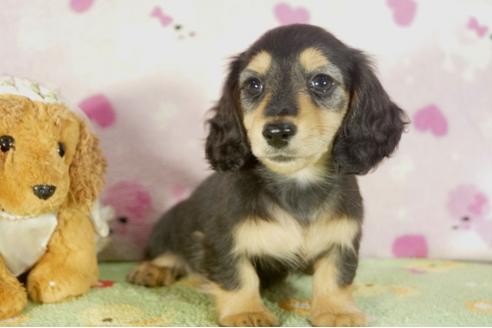 成約済の兵庫県のミニチュアダックスフンド-32731の1枚目