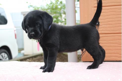 成約済の茨城県のラブラドールレトリーバー-34272の1枚目
