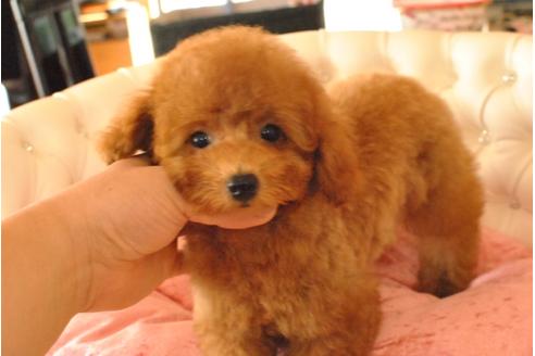 成約済の茨城県のトイプードル-33735の5枚目