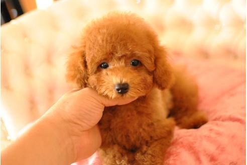 成約済の茨城県のトイプードル-33735の1枚目