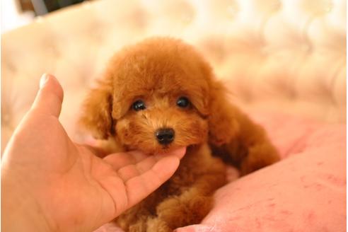 成約済の茨城県のトイプードル-33735の3枚目
