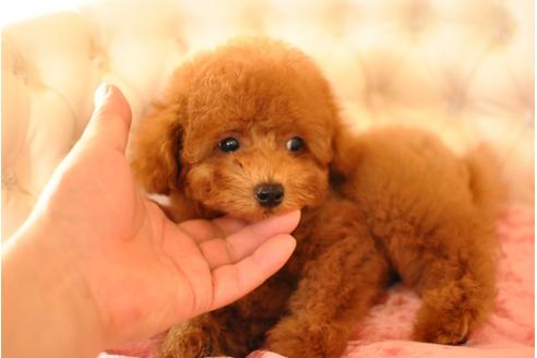 成約済の茨城県のトイプードル-33735の4枚目