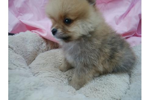 成約済の愛知県のポメラニアン-33202の4枚目