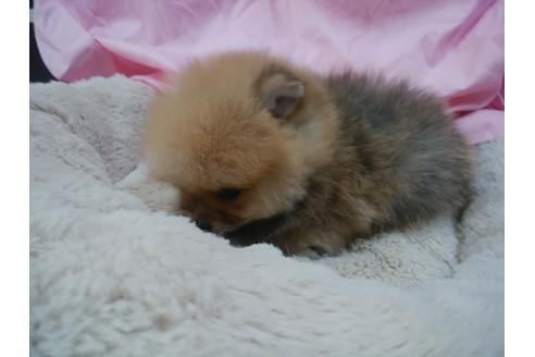 成約済の愛知県のポメラニアン-33202の1枚目