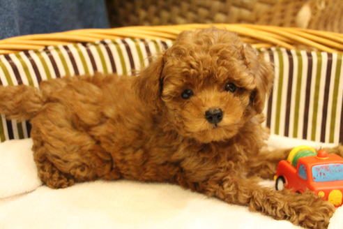 成約済の愛知県のトイプードル-32544の5枚目