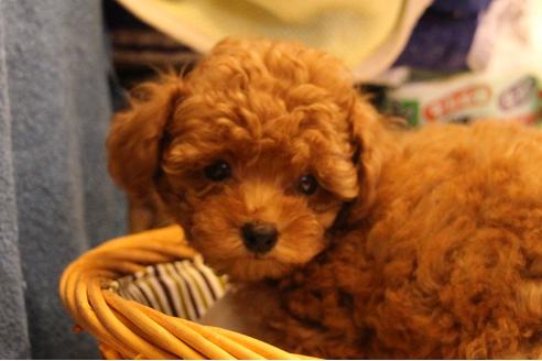 成約済の愛知県のトイプードル-32544の4枚目