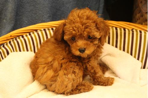 成約済の愛知県のトイプードル-32544の3枚目