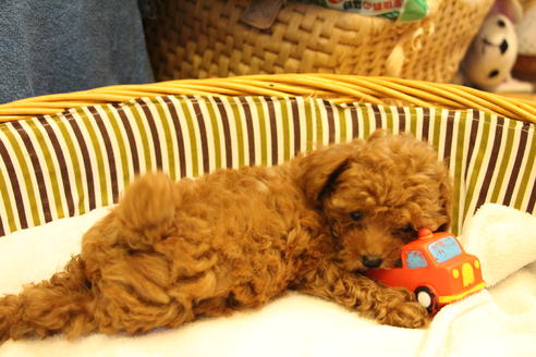 成約済の愛知県のトイプードル-32544の1枚目