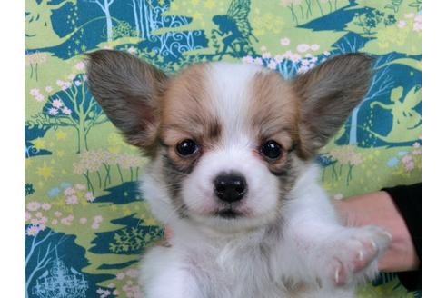 成約済の千葉県のパピヨン-33758の1枚目