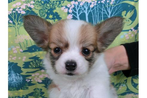 成約済の千葉県のパピヨン-33758の2枚目