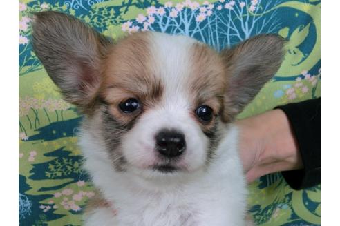 成約済の千葉県のパピヨン-33758の3枚目