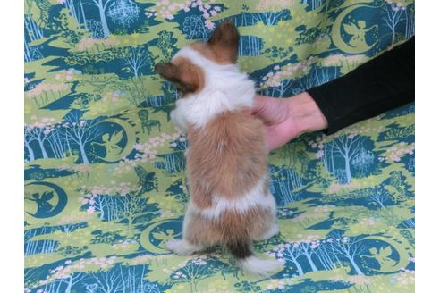 成約済の千葉県のパピヨン-33758の4枚目