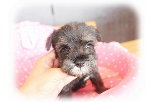 成約済の大阪府のミニチュアシュナウザー-34318の1枚目