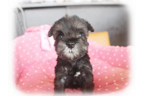 成約済の大阪府のミニチュアシュナウザー-34318の2枚目