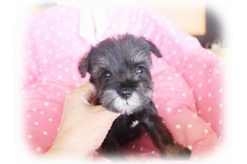 成約済の大阪府のミニチュアシュナウザー-34318の3枚目