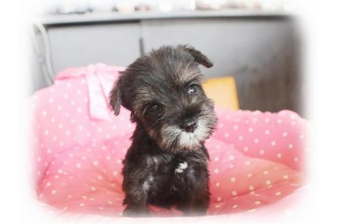 成約済の大阪府のミニチュアシュナウザー-34318の4枚目