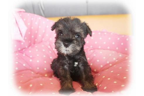 成約済の大阪府のミニチュアシュナウザー-34318の5枚目