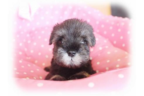 成約済の大阪府のミニチュアシュナウザー-34319の1枚目