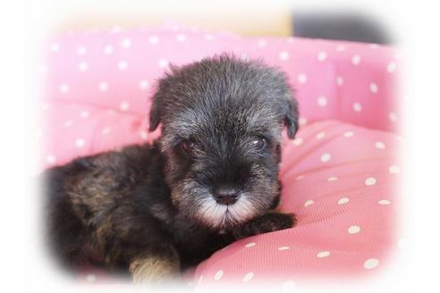 成約済の大阪府のミニチュアシュナウザー-34319の2枚目