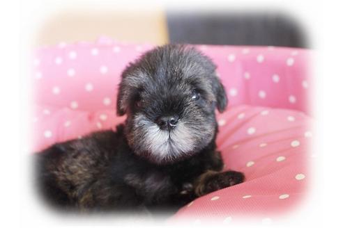 成約済の大阪府のミニチュアシュナウザー-34319の3枚目