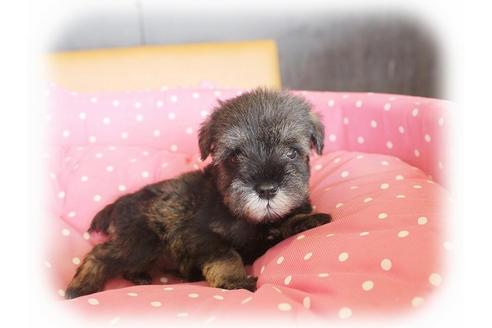 成約済の大阪府のミニチュアシュナウザー-34319の4枚目