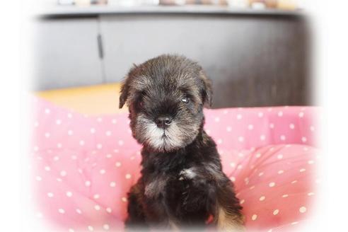 成約済の大阪府のミニチュアシュナウザー-34319の5枚目