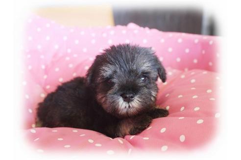 成約済の大阪府のミニチュアシュナウザー-34320の3枚目