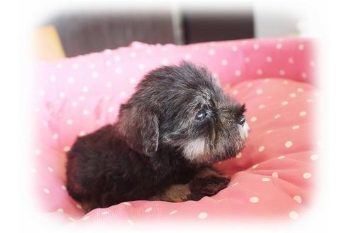 成約済の大阪府のミニチュアシュナウザー-34320の4枚目