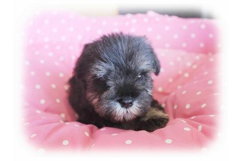 成約済の大阪府のミニチュアシュナウザー-34320の5枚目