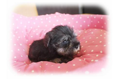 成約済の大阪府のミニチュアシュナウザー-34320の1枚目