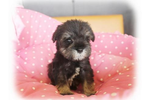 成約済の大阪府のミニチュアシュナウザー-34320の2枚目