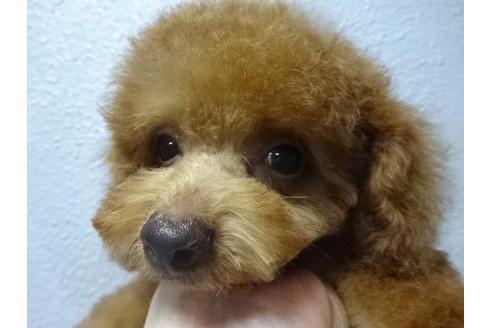 成約済の大阪府のトイプードル-32727の3枚目