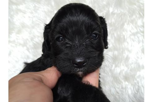 成約済の茨城県のミックス犬-34327の2枚目