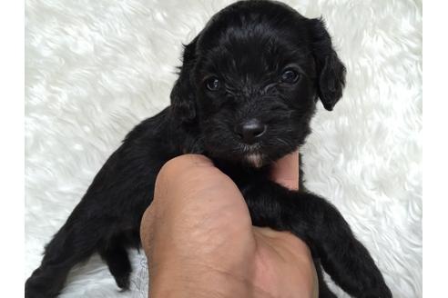 成約済の茨城県のミックス犬-34327の3枚目