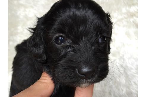 成約済の茨城県のミックス犬-34327の4枚目