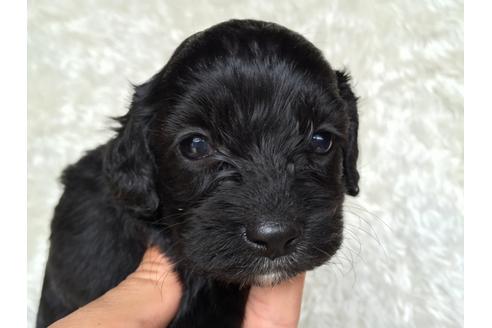 成約済の茨城県のミックス犬-34327の5枚目