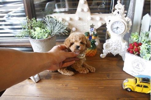 成約済の埼玉県のトイプードル-34328の3枚目