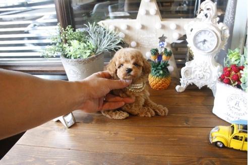 成約済の埼玉県のトイプードル-34328の4枚目