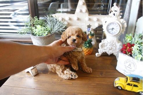 成約済の埼玉県のトイプードル-34328の5枚目