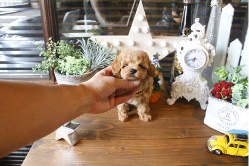 成約済の埼玉県のトイプードル-34328の1枚目