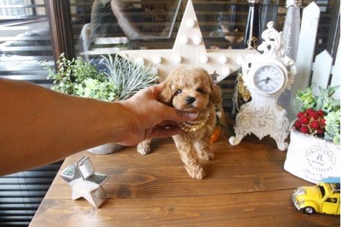 成約済の埼玉県のトイプードル-34328の2枚目