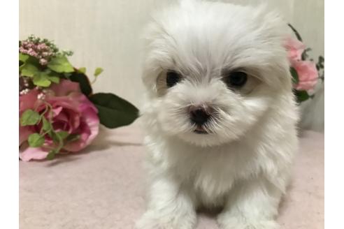 成約済の大阪府のマルチーズ-34333の2枚目