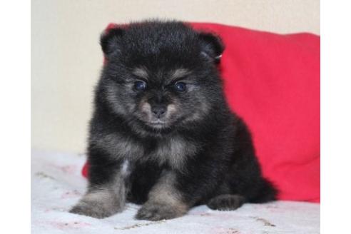 成約済の埼玉県のポメラニアン-34336の5枚目
