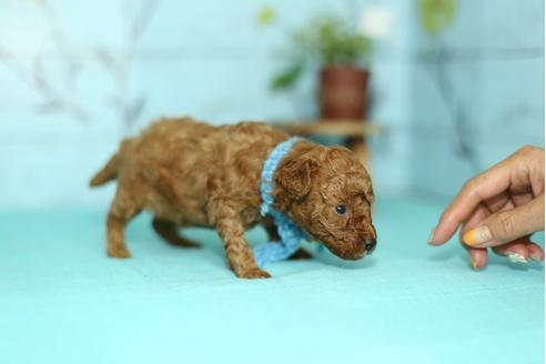 成約済の大分県のトイプードル-33636の2枚目