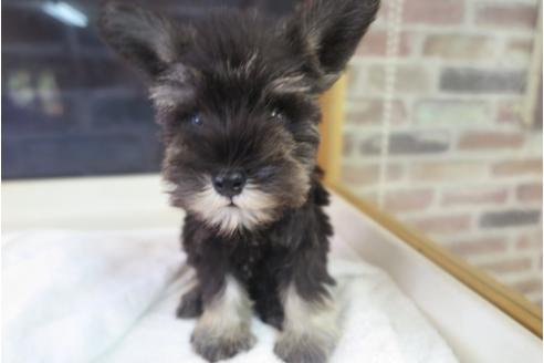 成約済の大阪府のミニチュアシュナウザー-34352の1枚目