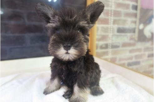 成約済の大阪府のミニチュアシュナウザー-34352の3枚目